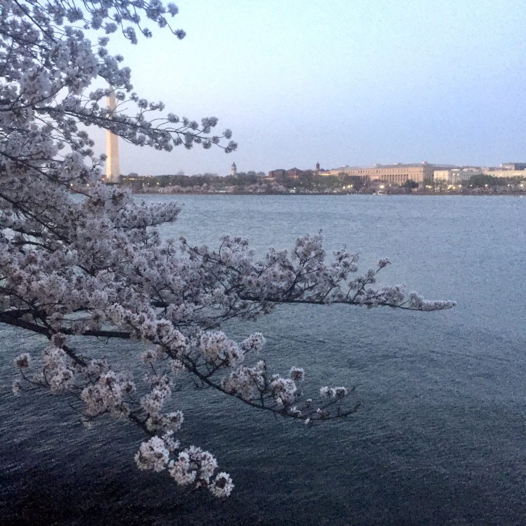 Cherry-Blossoms-DC-Washington-Monument
